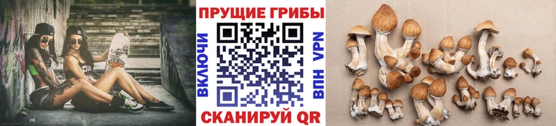 Купить закладки  Санкт-Петербург  Галлюциногенные грибы прущие грибы 