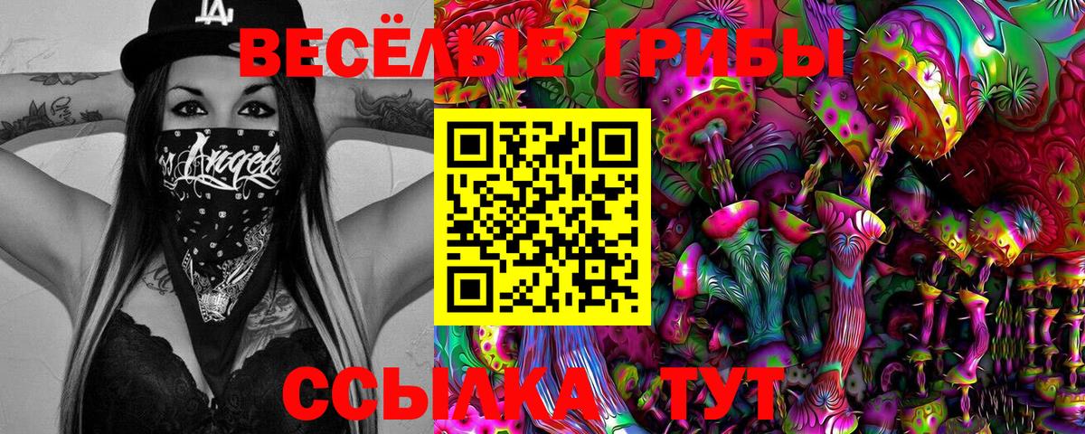 где купить наркотик  Санкт-Петербург  Галлюциногенные грибы Psilocybe 